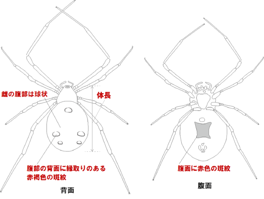 ハイイロゴケグモの特徴