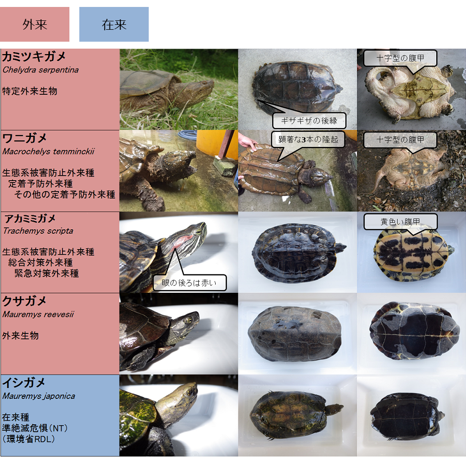 間違えやすい類似種との識別点