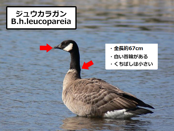 ジュウカラガン　B.h.leucopareia