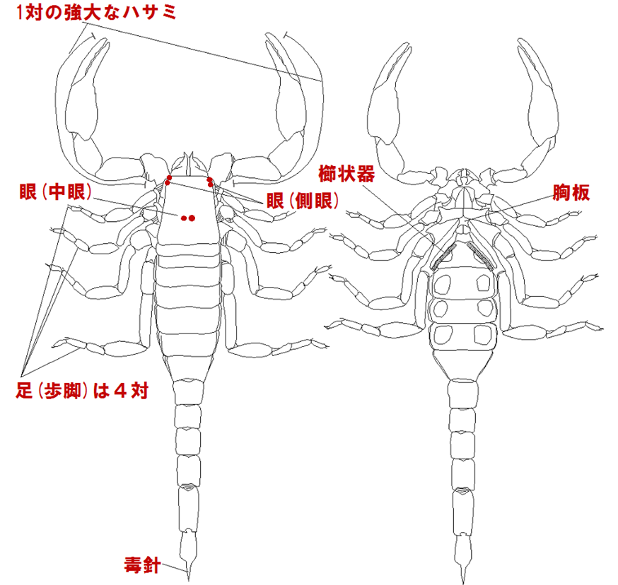 サソリ類の特徴