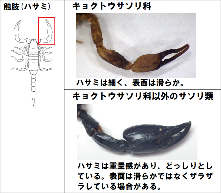 キョクトウサソリ科の特徴（１）