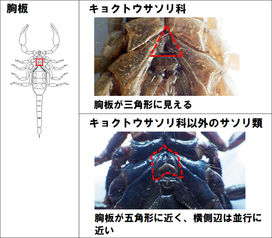 キョクトウサソリ科の特徴（２）