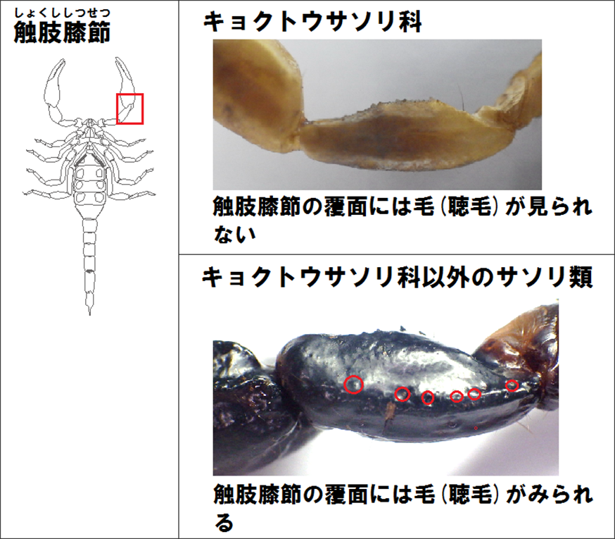 キョクトウサソリ科の特徴（３）