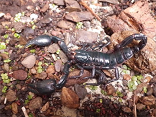 類似種（（チャグロサソリHeterometrus cyaneus）コガネサソリ科））