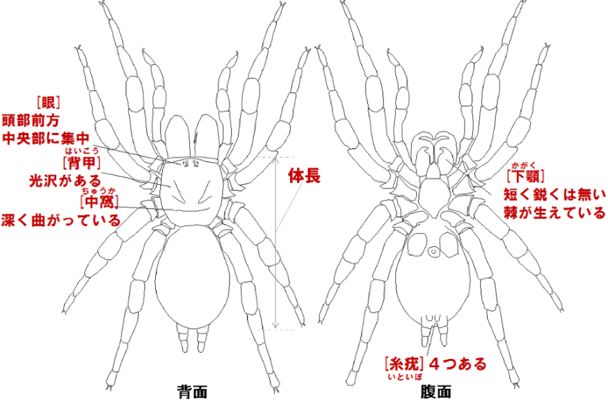 <i>Atrax</i>（アトラクス）属の特徴