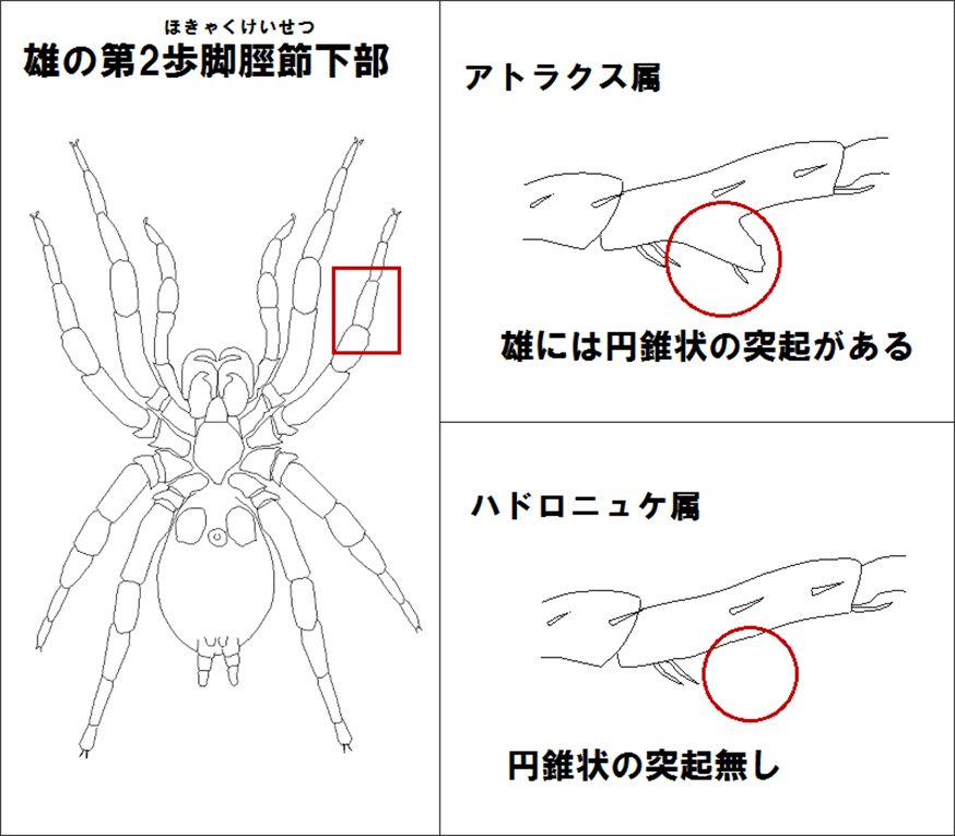 間違えやすい類似種との識別点（１）