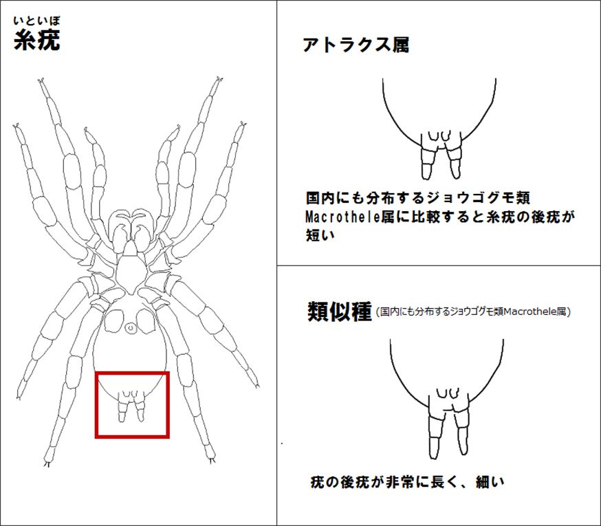 間違えやすい類似種との識別点（２）