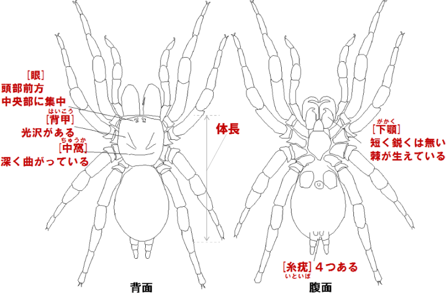 <i>Hadronyche</i>（ハイドロニュケ）属の特徴