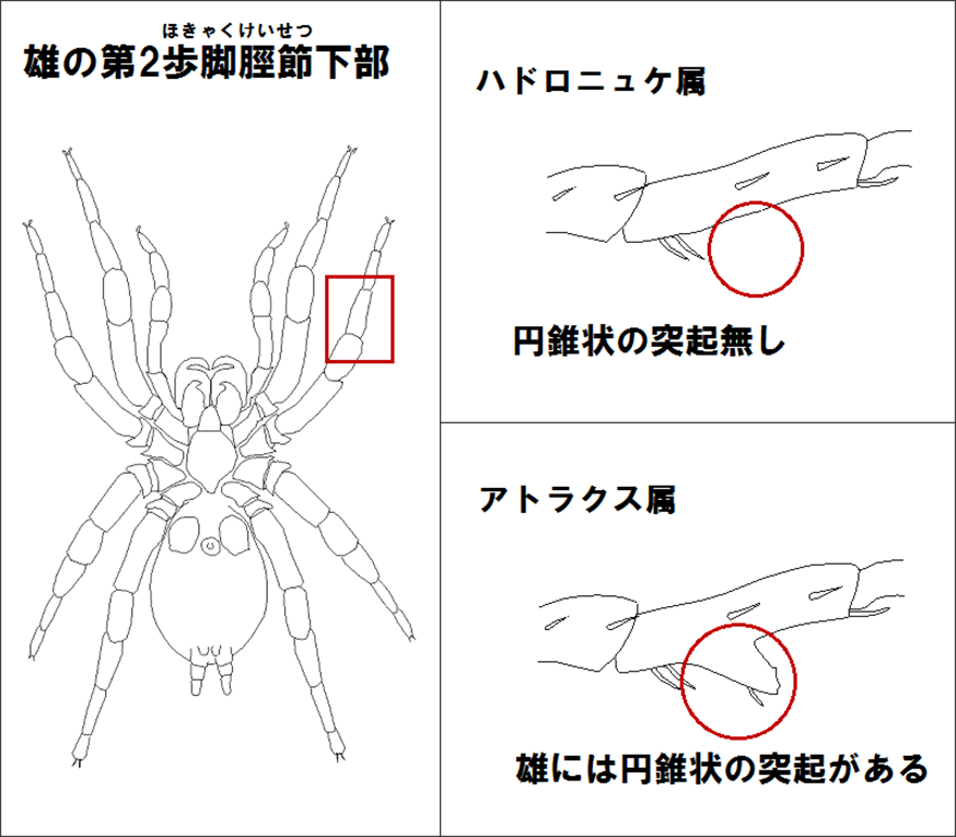 間違えやすい類似種との識別点（１）