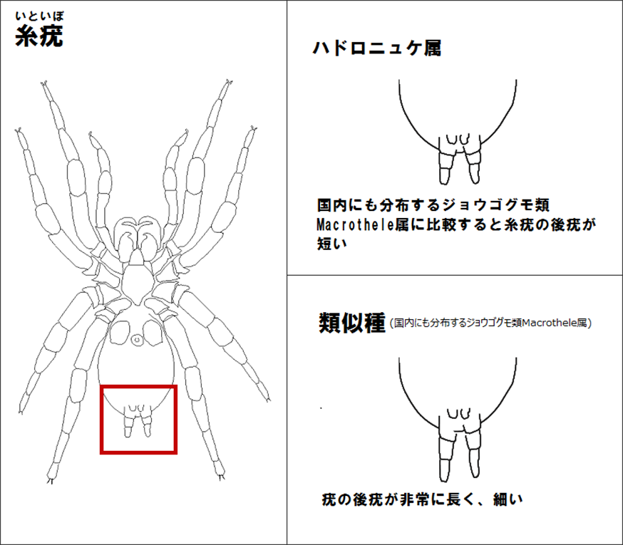 間違えやすい類似種との識別点（２）