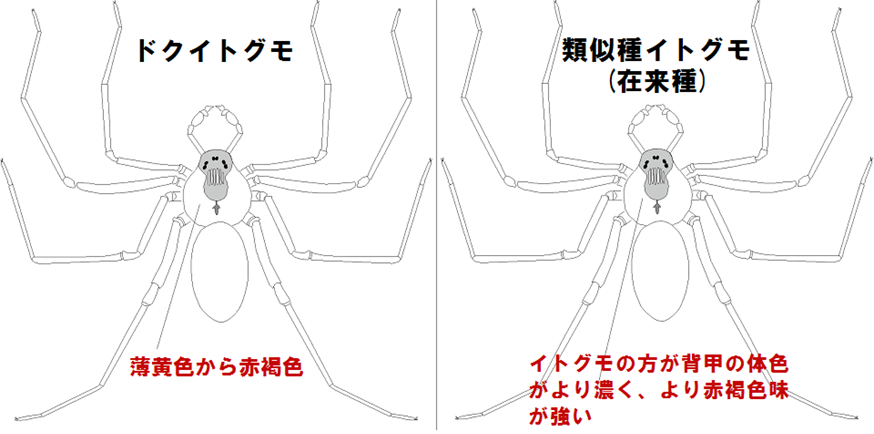 間違えやすい類似種との識別点