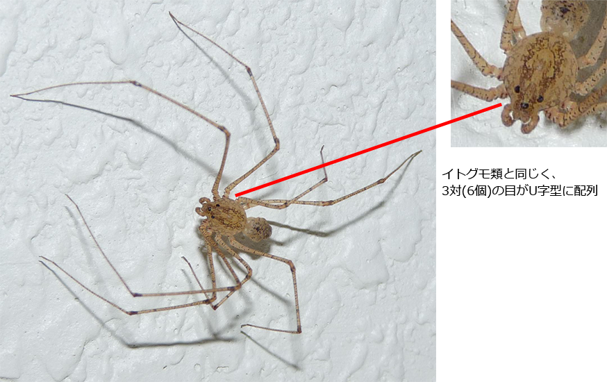 イトグモ科と類似の特徴を持つ種（１）ヤマシログモ科