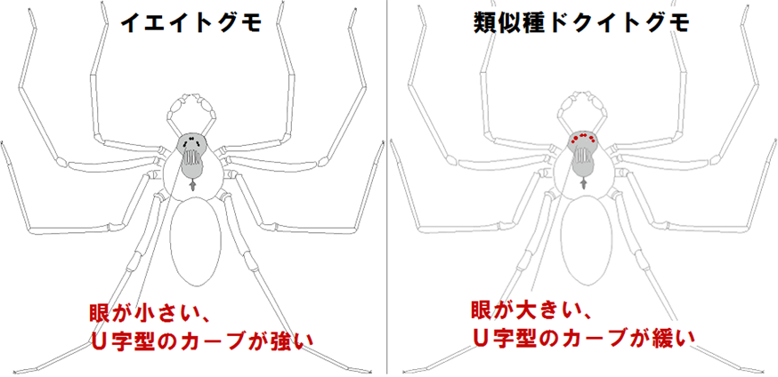 間違えやすい類似種との識別点