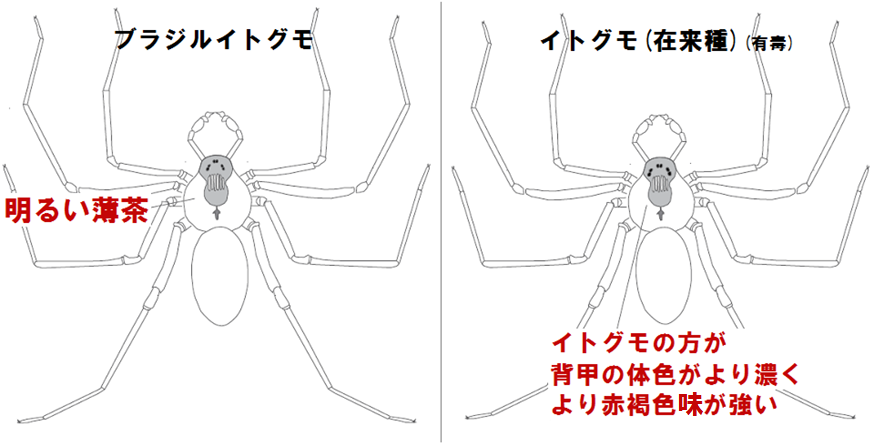 間違えやすい類似種との識別点