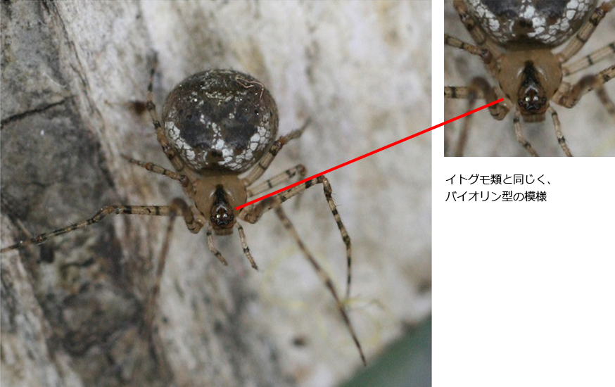 間違えやすい類似種との識別点（２）