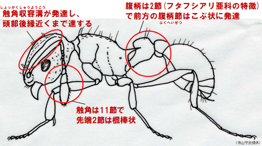 コカミアリの特徴（寺山守氏提供）