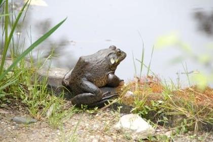 ウシガエルの写真